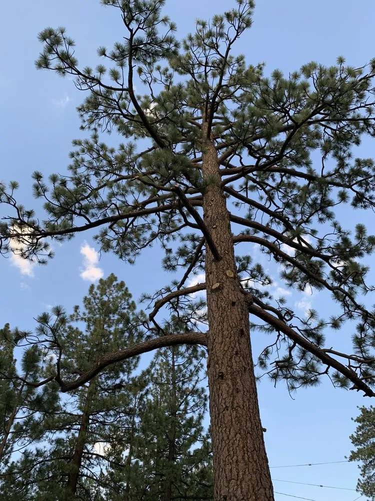 Custom landscaping services in Colton, CA by HVA Tree Care