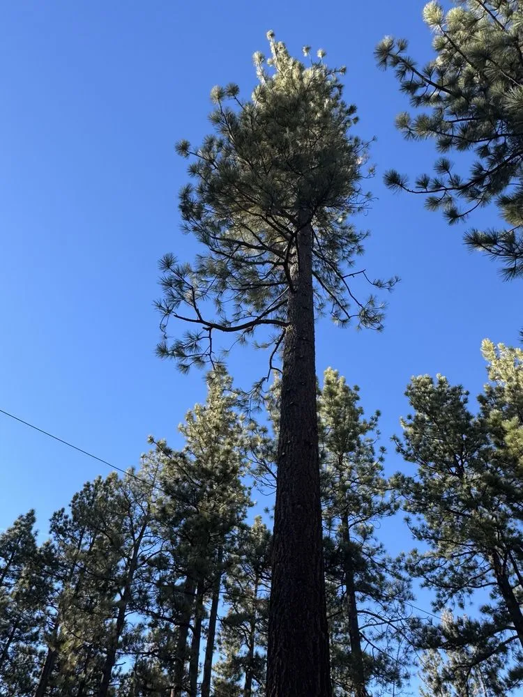Trusted landscape installation for beautiful yards in Colton, CA by HVA Tree Care