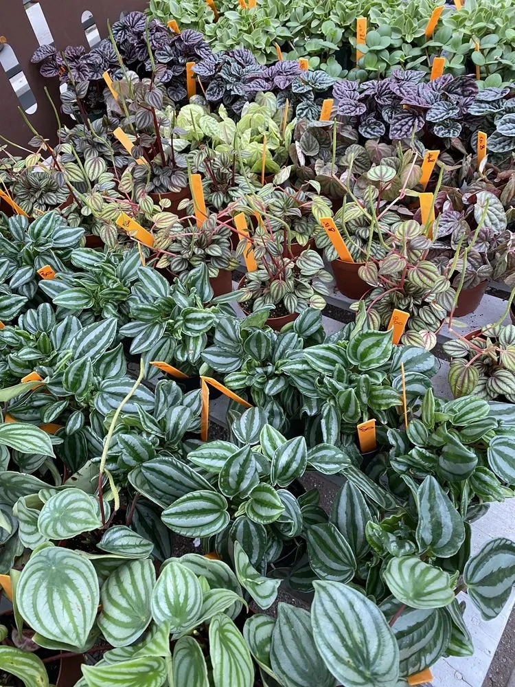 Expert landscaping services for homes across Charleston, SC - Hyams Garden & Accent Store