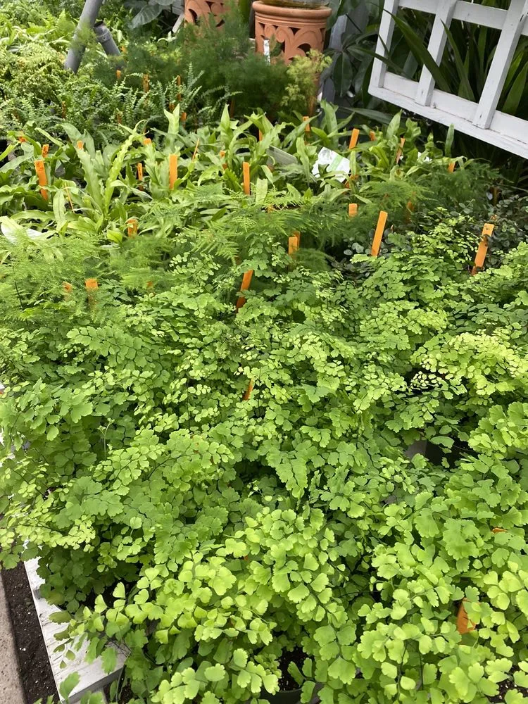 Custom yard cleanup service for beautiful yards across Charleston, SC - Hyams Garden & Accent Store