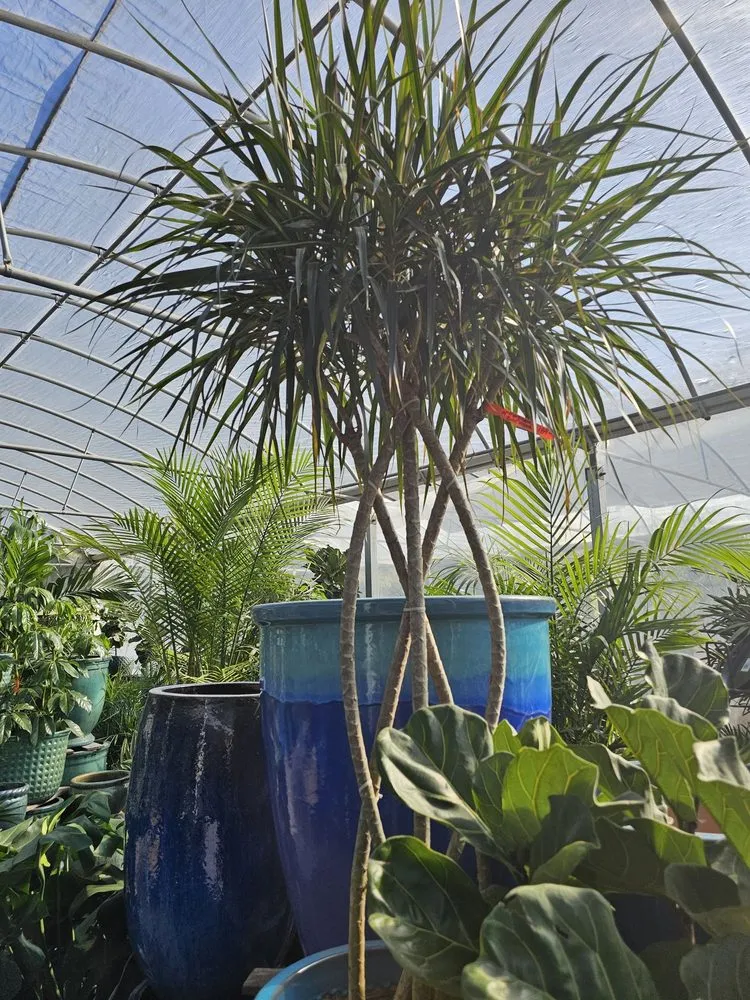 Local lawn care service in Charleston, SC by Hyams Garden & Accent Store