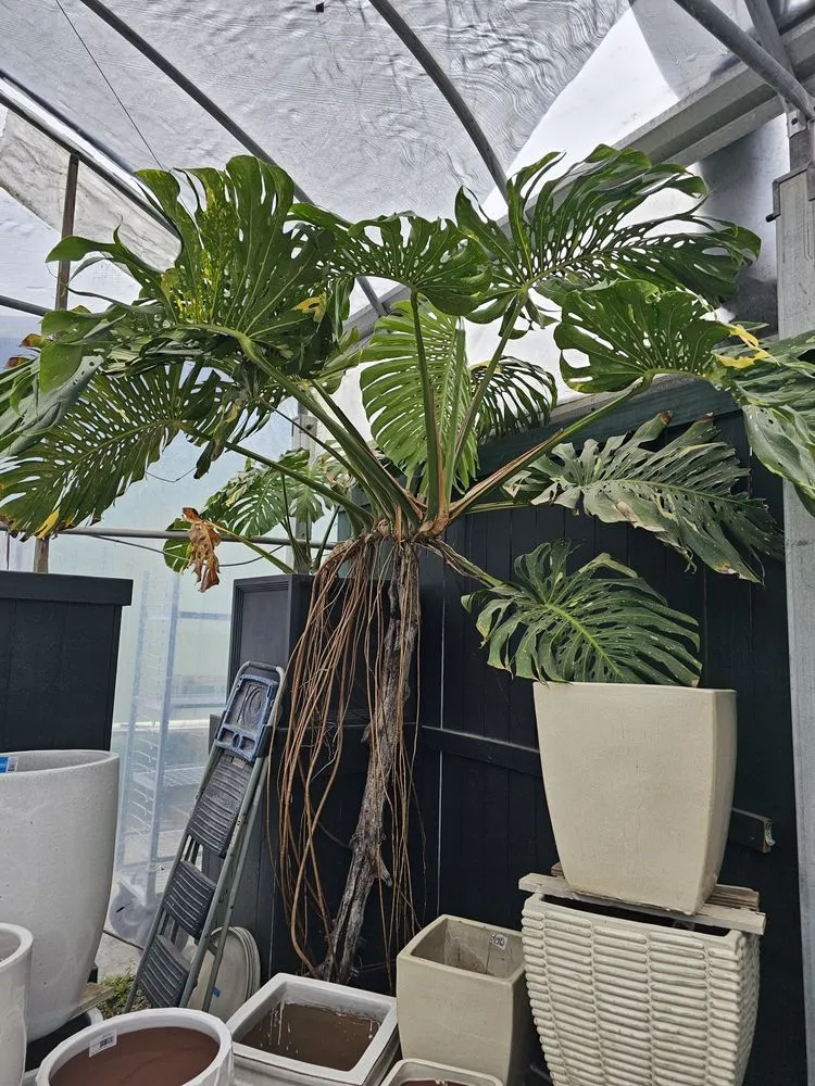 Custom residential landscaping experts serving Charleston, SC - Hyams Garden & Accent Store