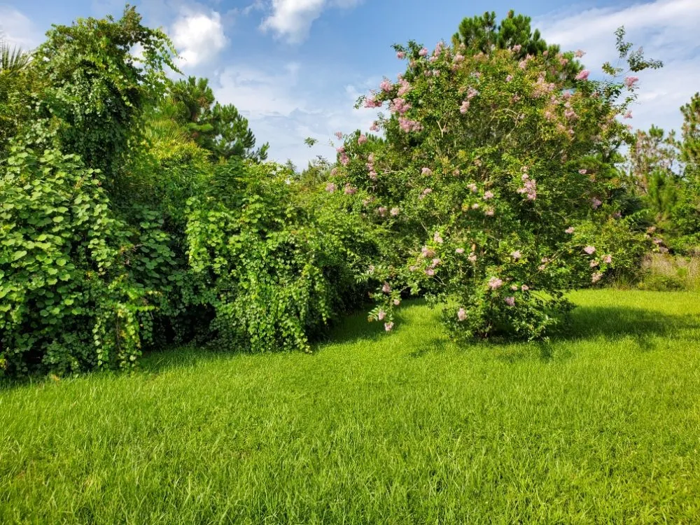 Reliable landscaping services for beautiful yards across Palm Coast, FL - Hybrid Zoom Worx