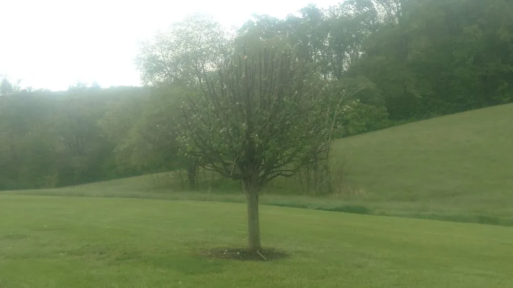 Affordable landscape installation for year-round maintenance across Meadowview, VA - Hyde's Lawncare & Landscaping