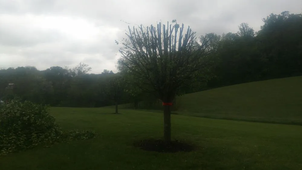 Expert lawn care service in Meadowview, VA by Hyde's Lawncare & Landscaping