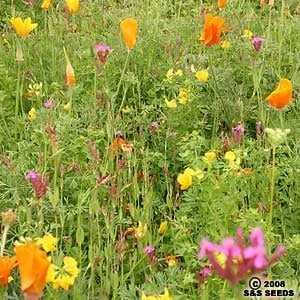 Custom landscape installation for beautiful yards in Winchester, CA by Hydro Grow Hydroseeding