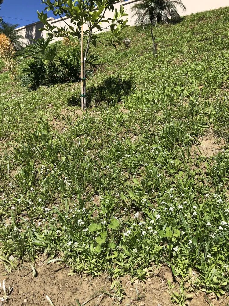 Expert lawn mowing service in Winchester, CA by Hydro Grow Hydroseeding