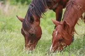 Professional garden landscaping for year-round maintenance across Winchester, CA - Hydro Grow Hydroseeding