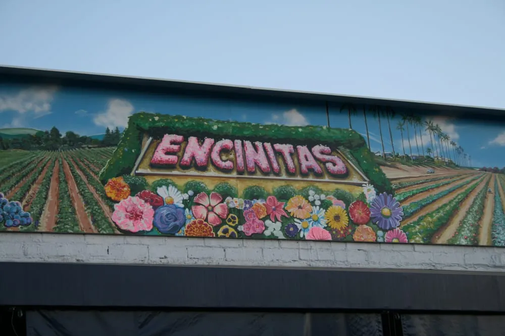 Trusted yard cleanup service with custom design in Encinitas, CA by Hydro-Scape Products