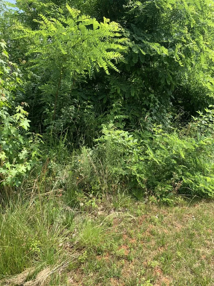 Affordable landscape design for outdoor upgrades across High Point, NC - HydroScapes