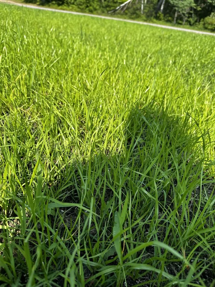 Expert landscape installation in Breezy Point, MN by Hydroseed