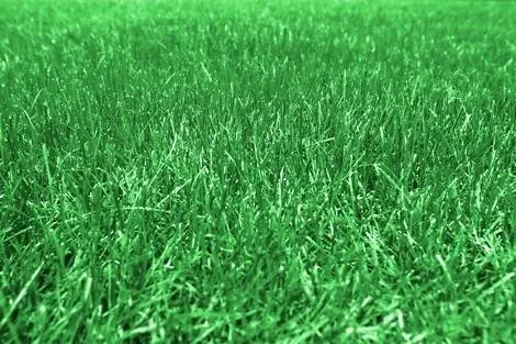 Local lawn care service in Pueblo, CO - Hydroseeding and Sod By Taravella's Hydro Turf