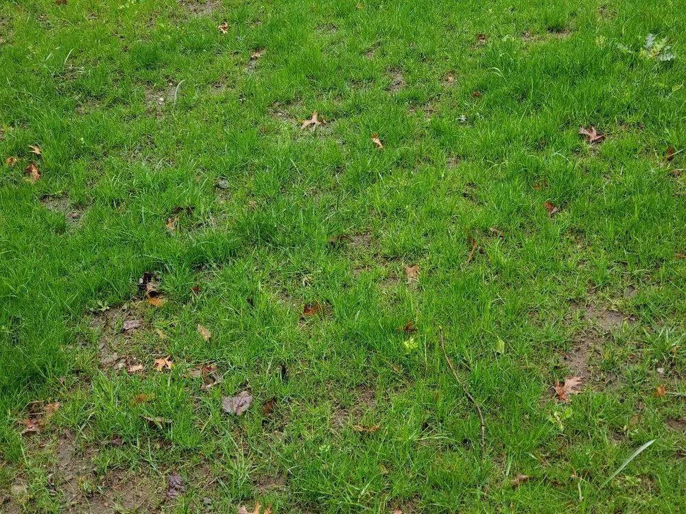 Top-rated lawn care service experts serving Medfield, MA - Hydroseeding By Norman