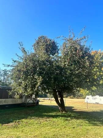 Affordable lawn care service for residential properties in Puyallup, WA by Hydrotilling