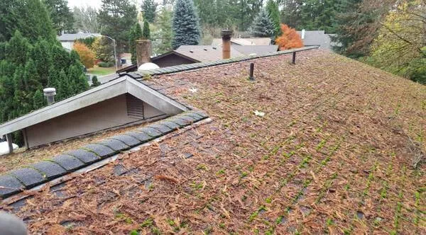 Trusted lawn mowing service near you in Puyallup, WA by Hydrotilling