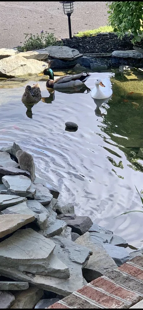 Custom outdoor landscaping experts serving Millsboro, DE - HydroZen Waterscapes