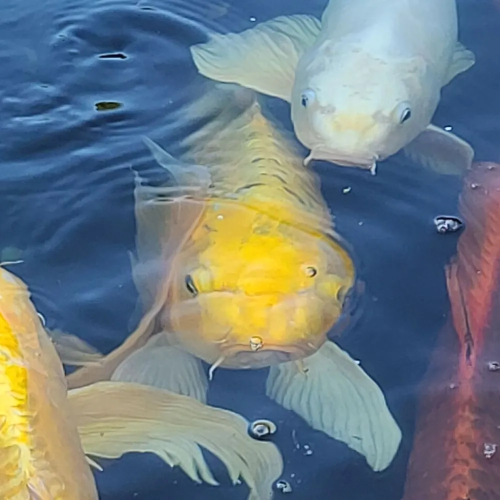 Professional yard maintenance in Millsboro, DE by HydroZen Waterscapes