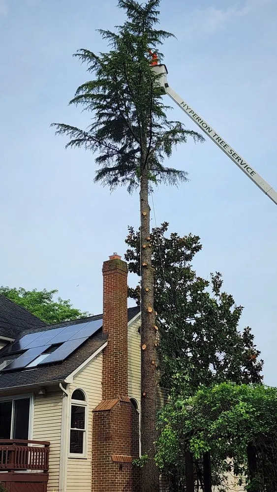 Top-rated yard cleanup service in Delran, NJ by Hyperion Tree Service