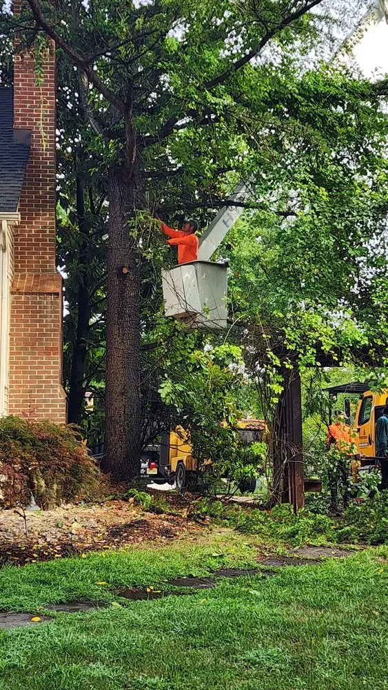 Expert yard maintenance experts serving Delran, NJ - Hyperion Tree Service