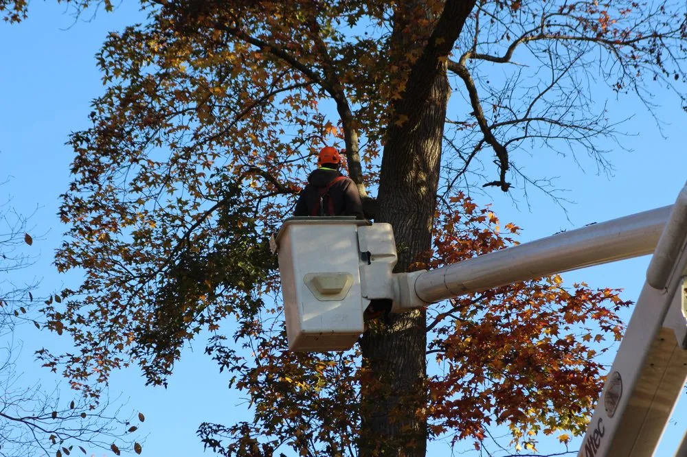 Local yard maintenance experts serving Delran, NJ - Hyperion Tree Service