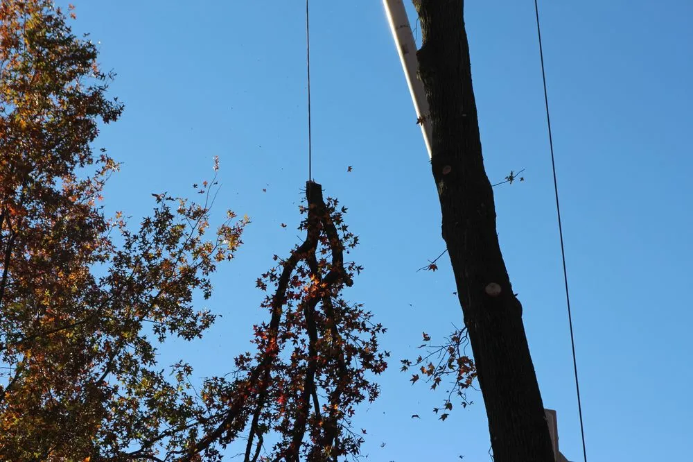 Expert landscape design near you in Delran, NJ by Hyperion Tree Service