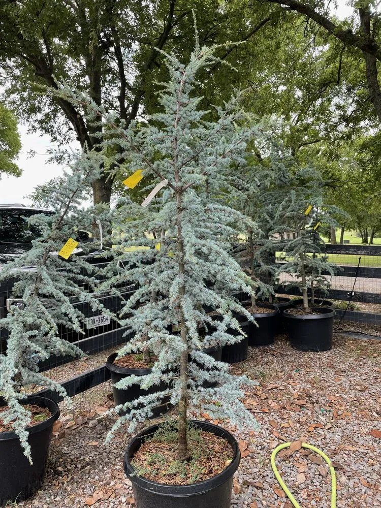 Reliable landscaping services for homes in McKinney, TX by HyperMotion Design & Landscape