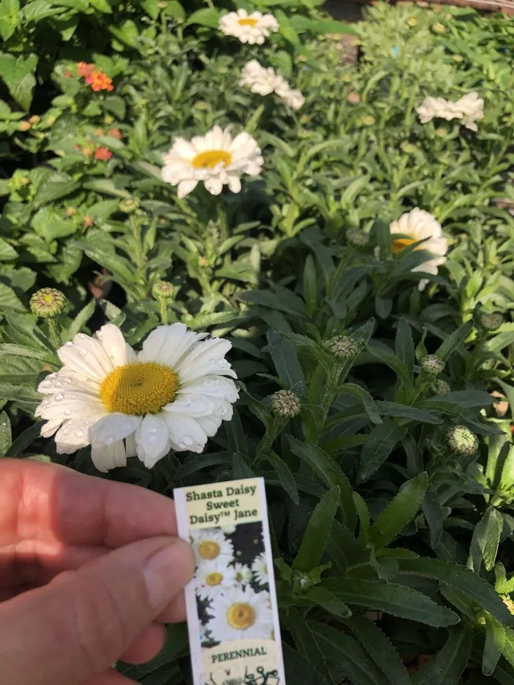 Reliable residential landscaping in McKinney, TX by HyperMotion Design & Landscape