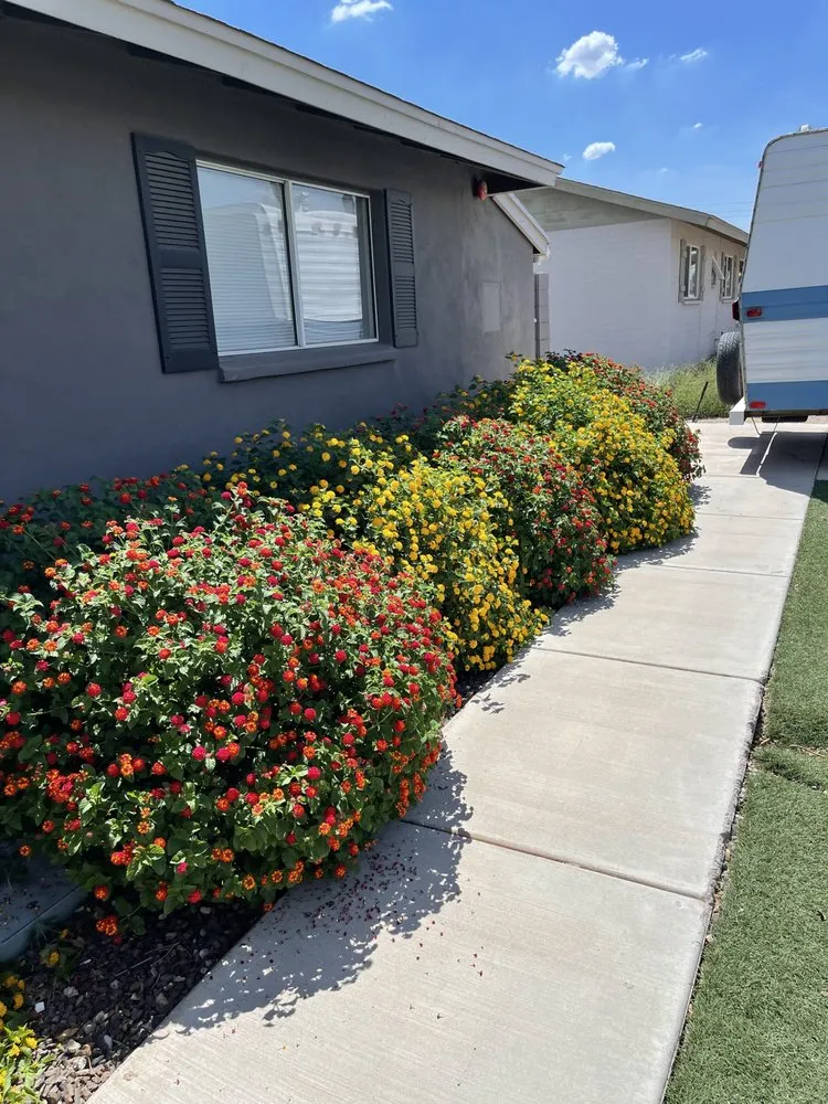 Trusted landscape installation in Phoenix, AZ - I & I Landscaping