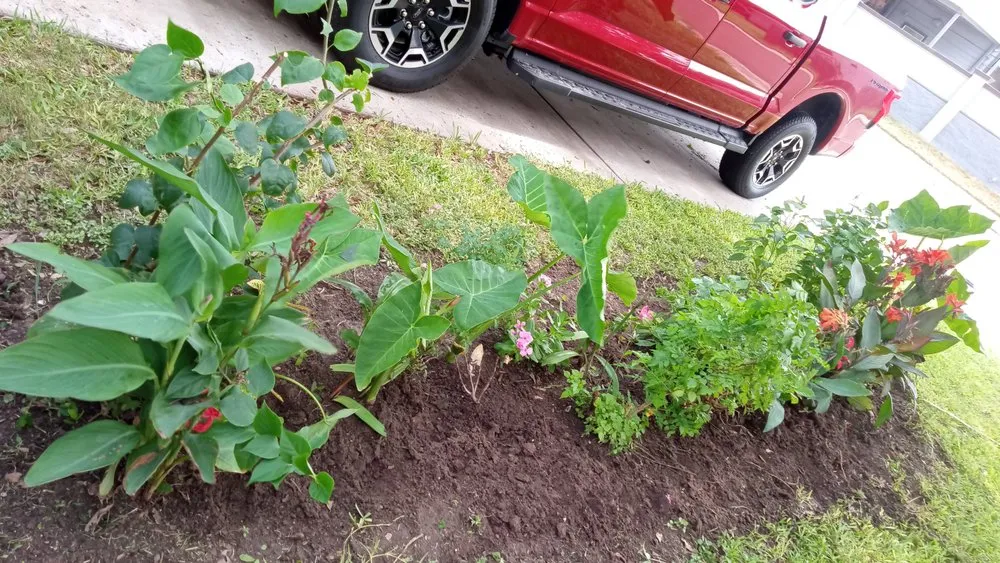 Top-rated lawn mowing service experts serving Edinburg, TX - I & M Construction