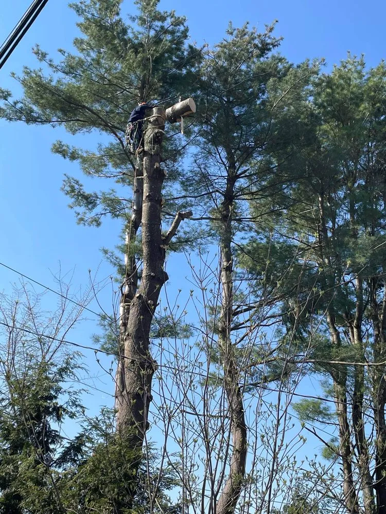 Custom yard cleanup service in New Milford, CT - I & N Tree And Landscaping