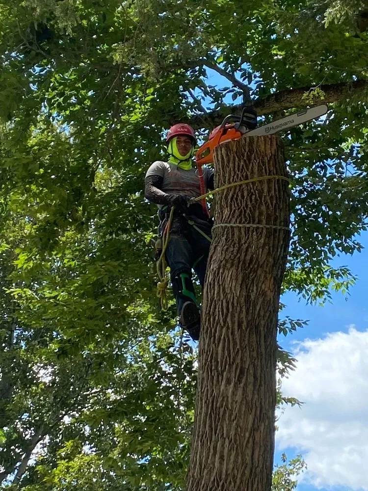 Top-rated lawn mowing service for residential properties across New Milford, CT - I & N Tree And Landscaping