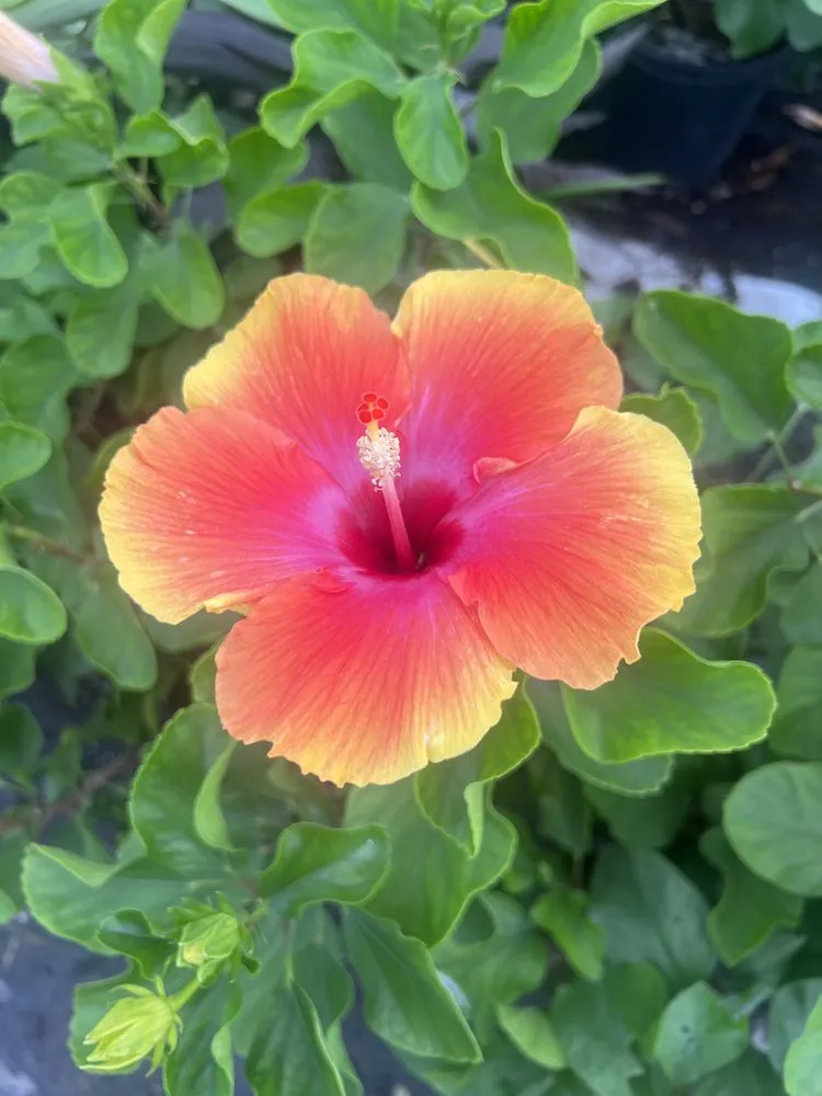 Trusted yard maintenance in Houston, TX by I 10 Landscaping and More