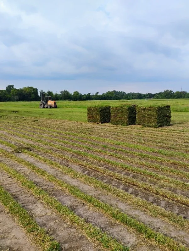 Affordable yard maintenance in Houston, TX - I 10 Landscaping and More