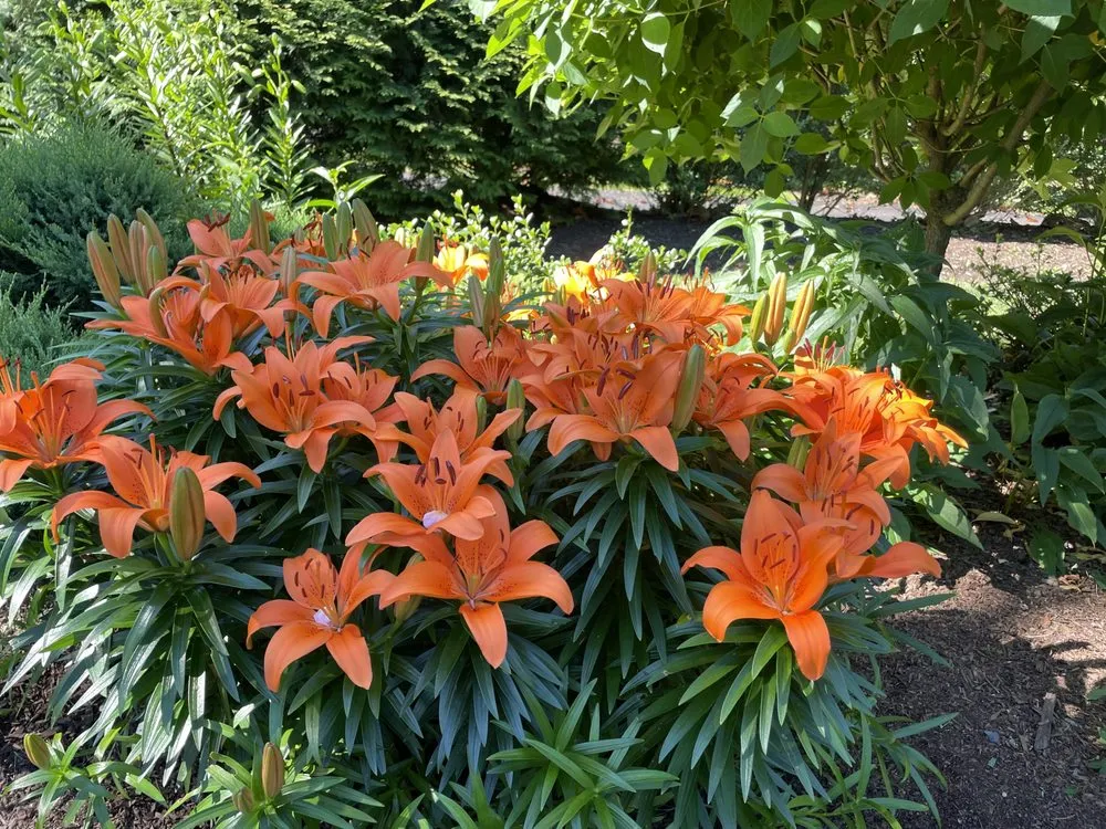 Top-rated yard cleanup service for residential properties across Philadelphia, PA - I C S landscaping