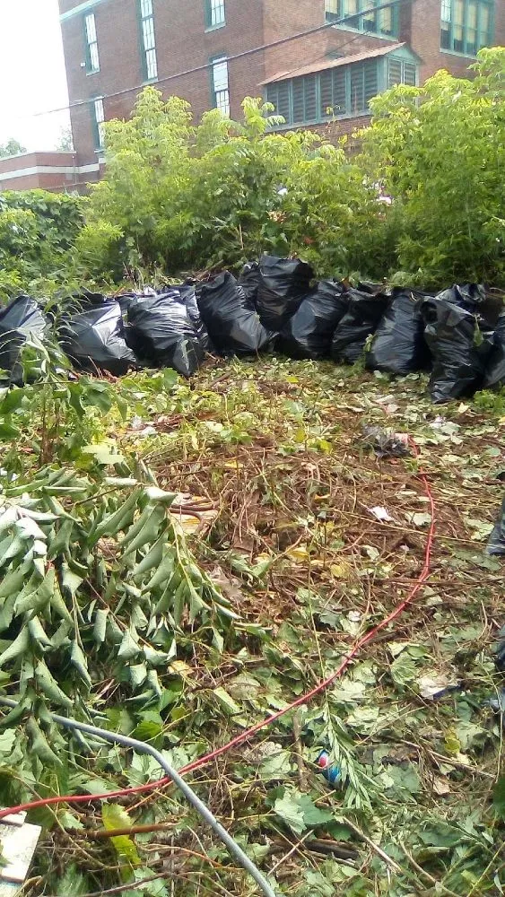 Expert yard maintenance in Buffalo, NY by I Can Make It Happen for you