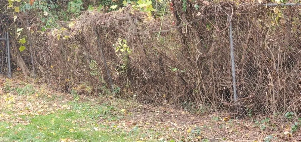 Expert yard cleanup service for beautiful yards across Detroit, MI - I Care Lawn Service