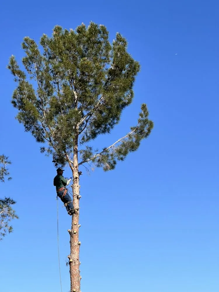 Reliable yard maintenance in Victorville, CA by I Hate weed’s Landscaping