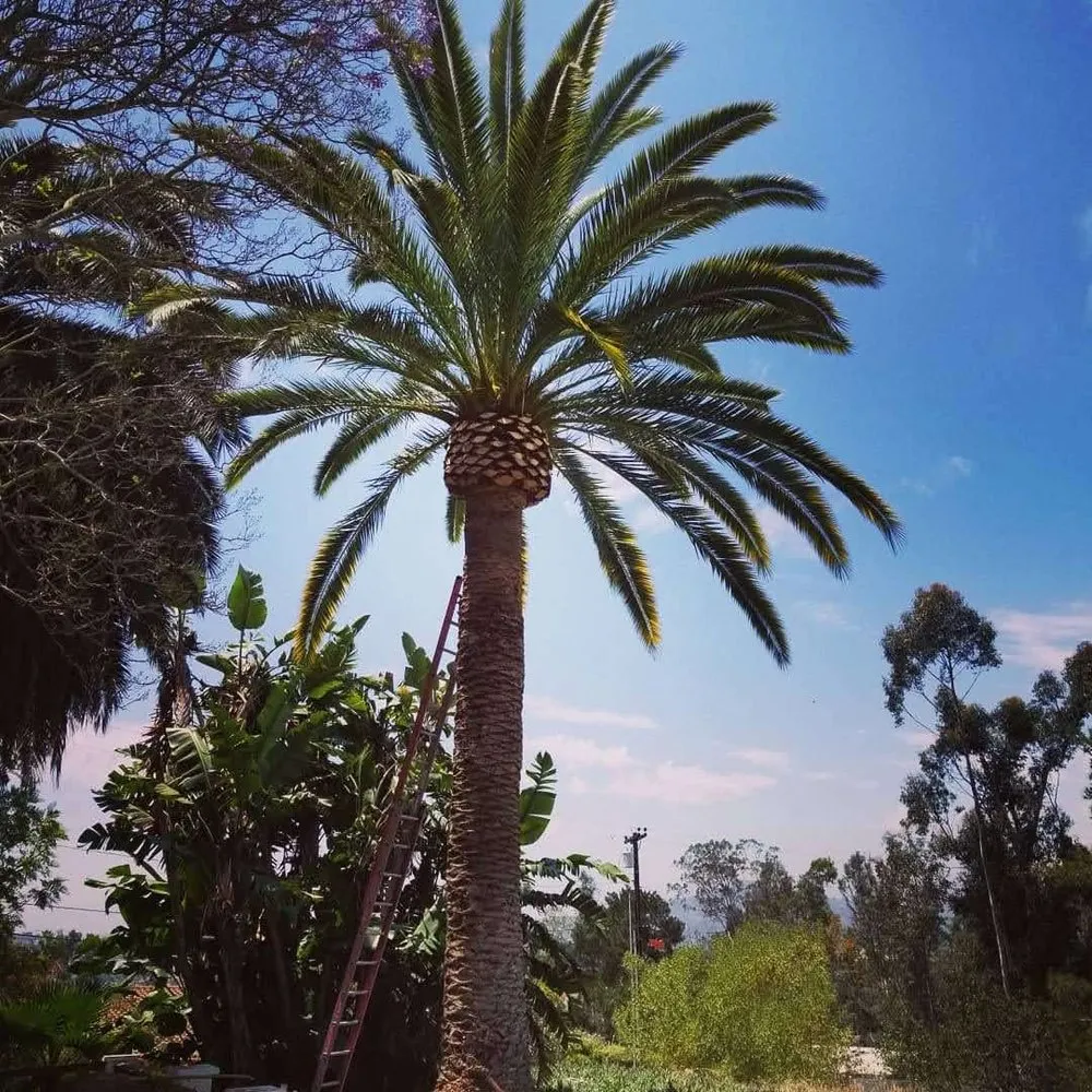 Top-rated landscape design for year-round maintenance across Fallbrook, CA - I Haul Landscape Services