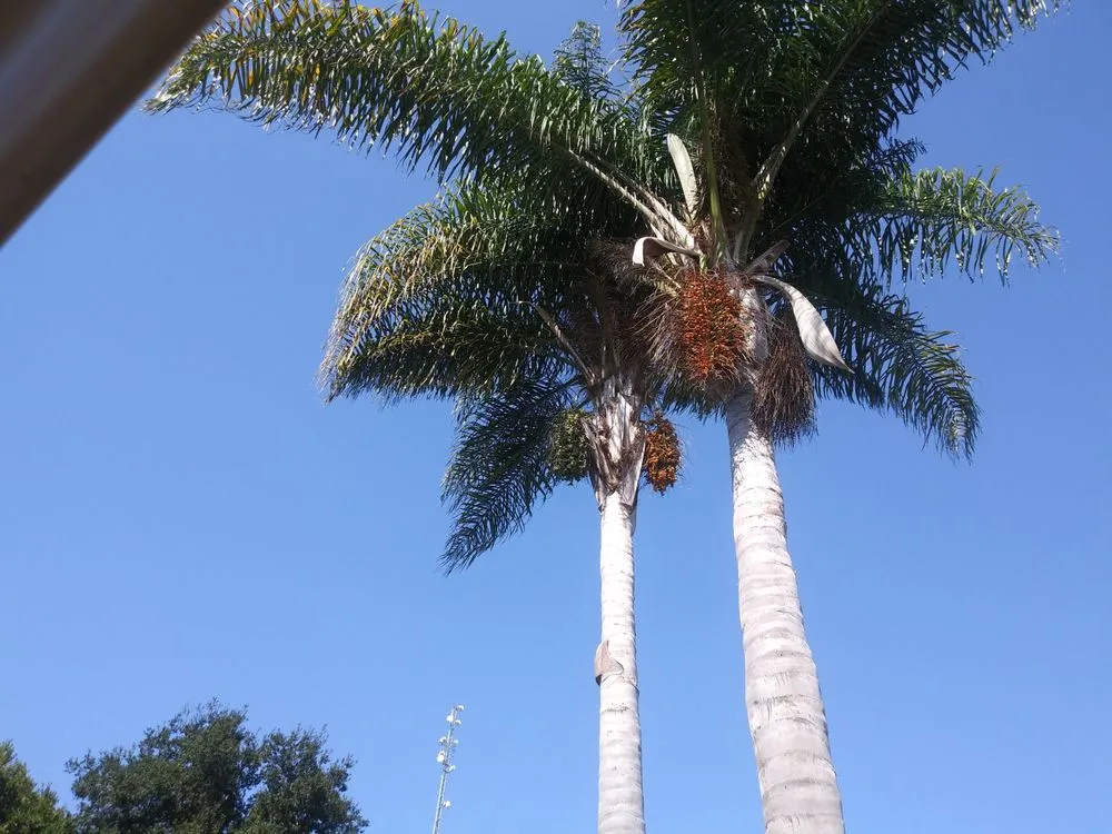 Top-rated outdoor landscaping for residential properties across Fallbrook, CA - I Haul Landscape Services