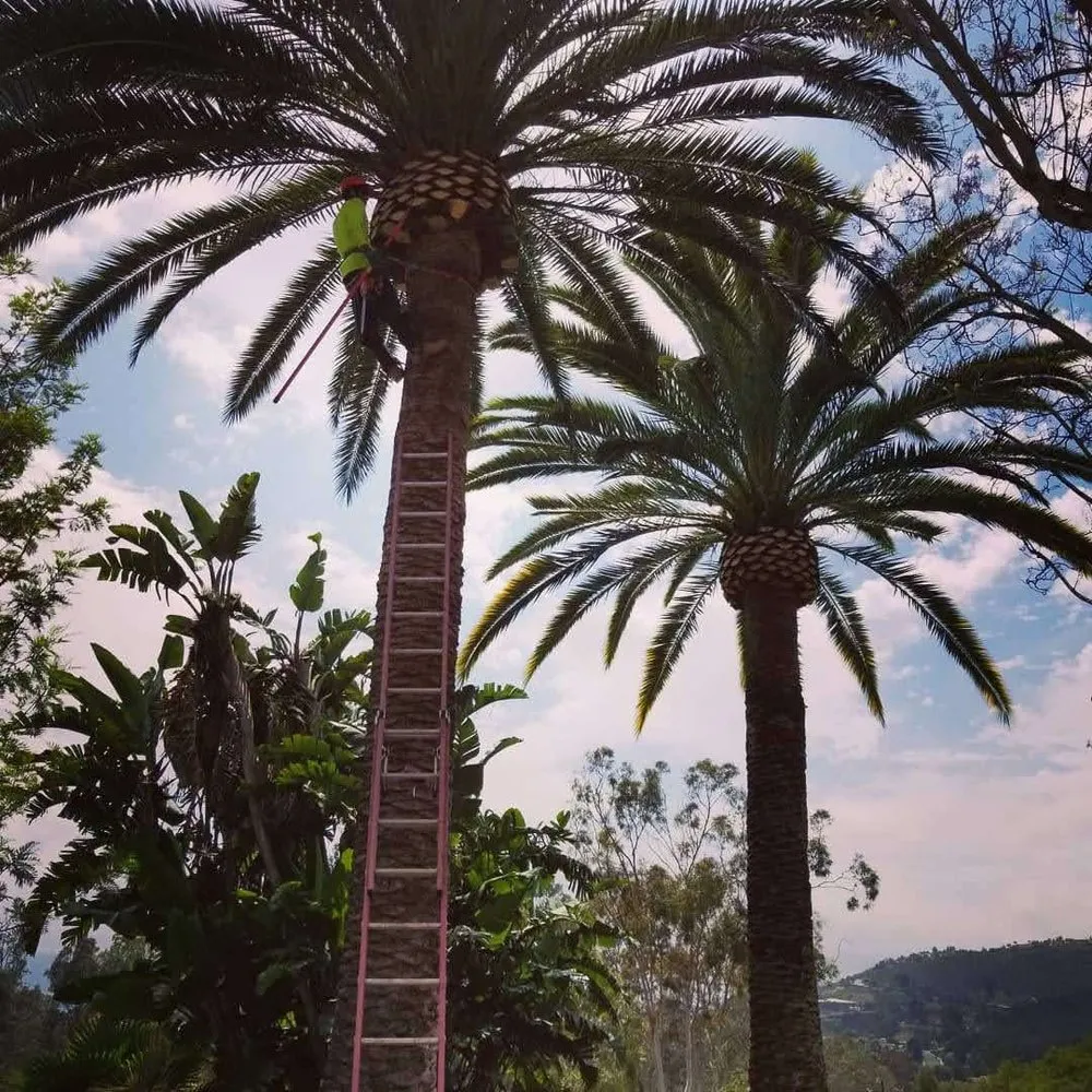 Custom outdoor landscaping experts serving Fallbrook, CA - I Haul Landscape Services