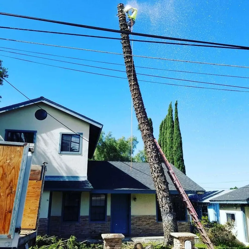 Professional yard cleanup service for residential properties across Fallbrook, CA - I Haul Landscape Services