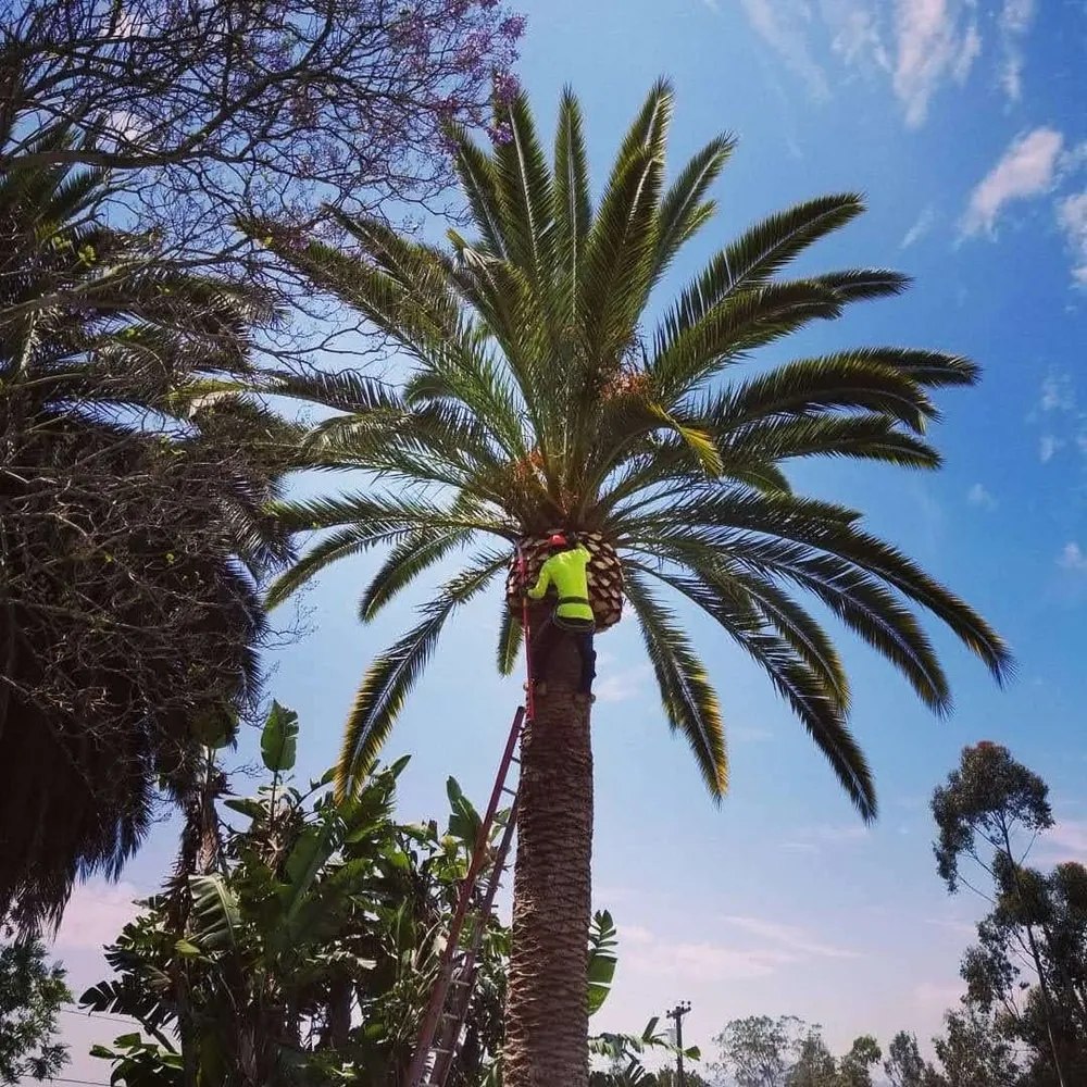 Top-rated garden landscaping in Fallbrook, CA by I Haul Landscape Services