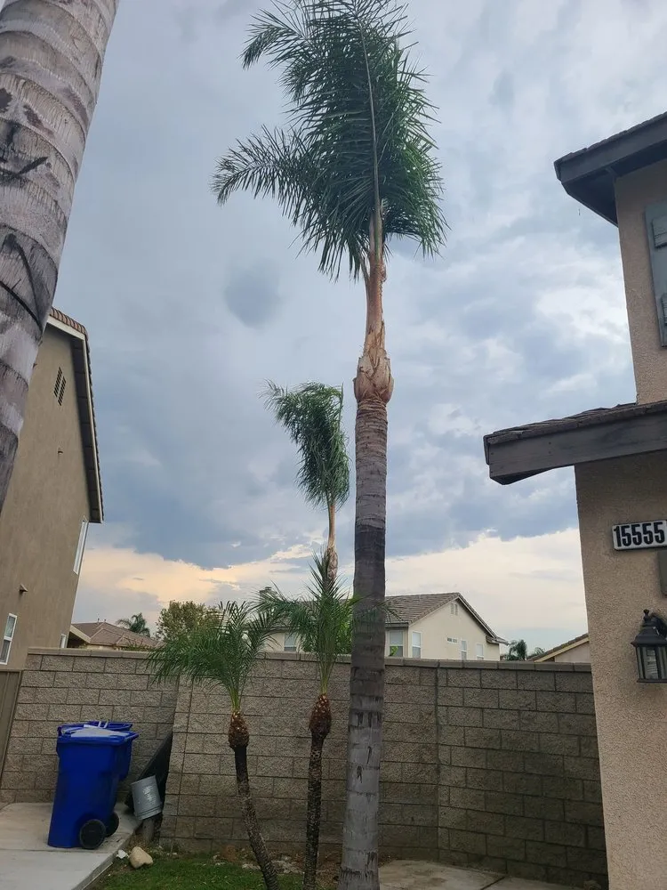 Reliable lawn care service in Montclair, CA - I M Landscaping