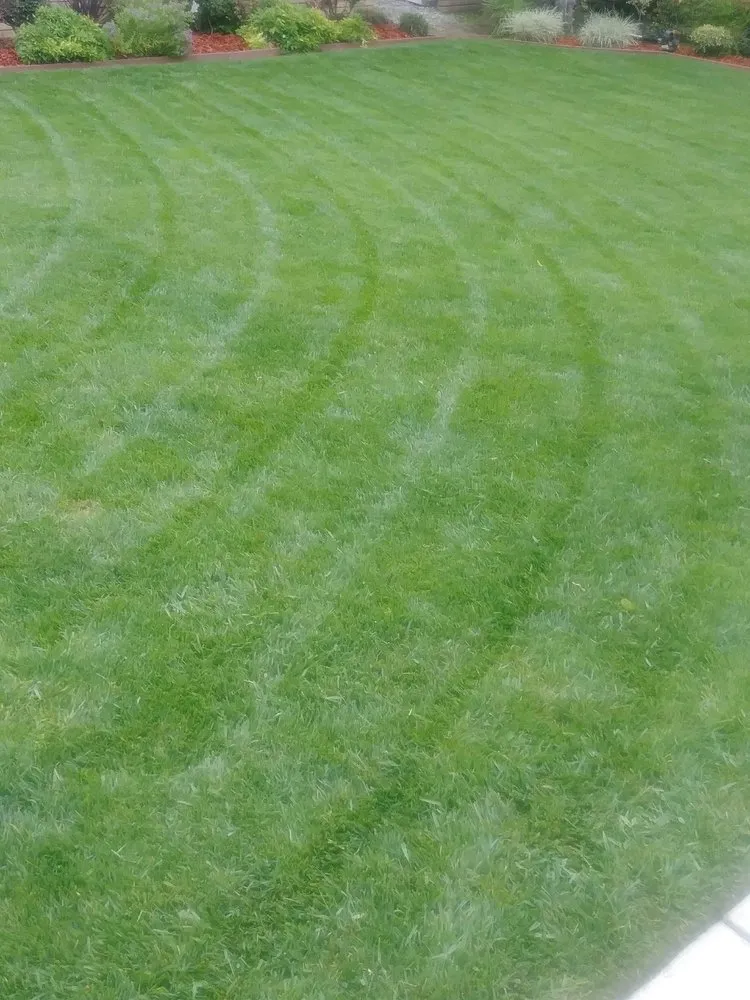 Affordable lawn care service in Montclair, CA - I M Landscaping