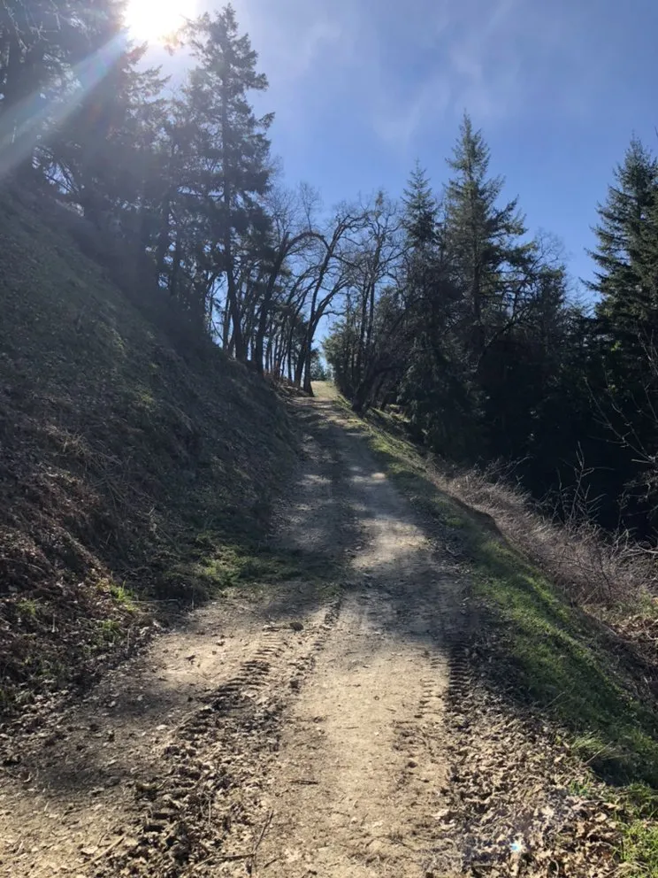 Reliable residential landscaping in Eureka, CA by I Noah Guy Forestry