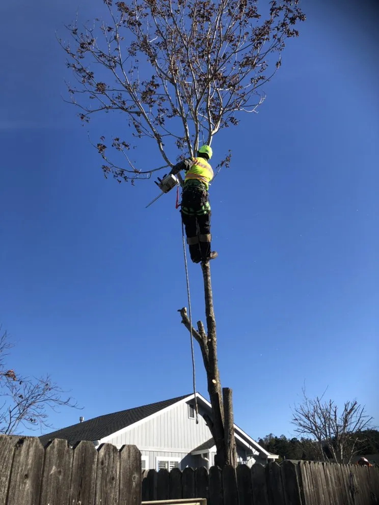 Expert landscaping services for year-round maintenance in Eureka, CA by I Noah Guy Forestry