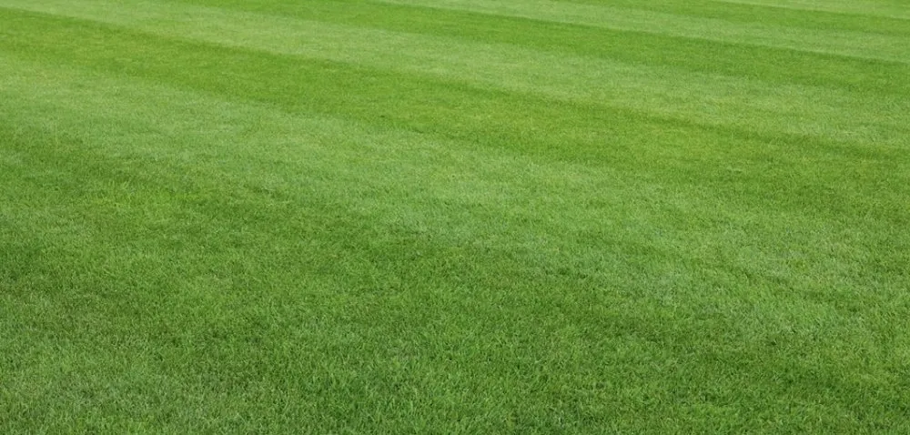 Custom landscaping services for residential properties in Stephenville, TX by I Noticed Your Grass