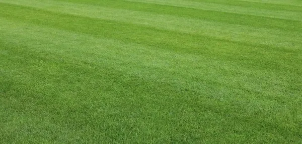 I Noticed Your Grass Logo