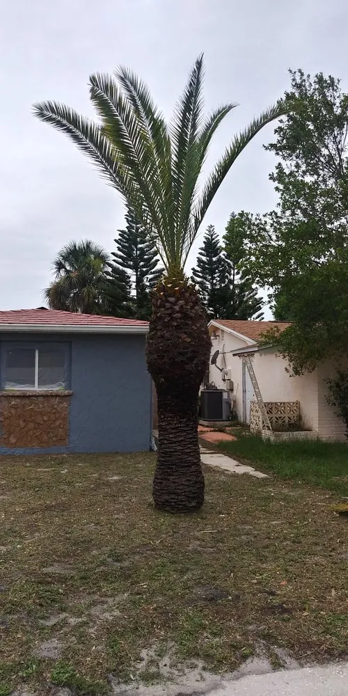 Local yard cleanup service for beautiful yards in Wimauma, FL by I T S Lawn Services