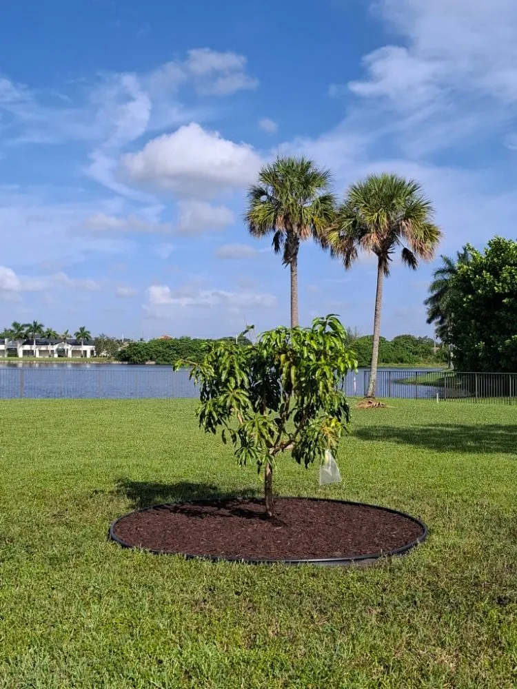 Expert residential landscaping in Hollywood, FL - Ian and Kendall Landscaping